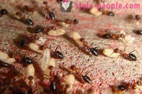 Mrav ulje za uklanjanje dlaka: mišljenja, upute, kontraindikacije