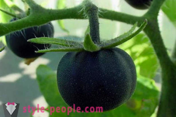 Neobična razreda crne rajčice