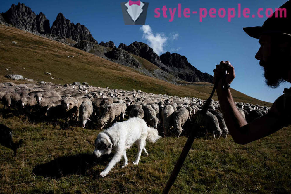 Život pastira u Alpama