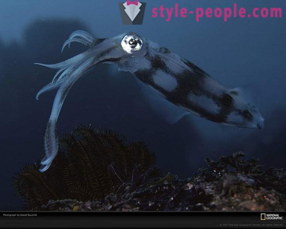 Iznenađujuće stanovnici podmorja u slikama