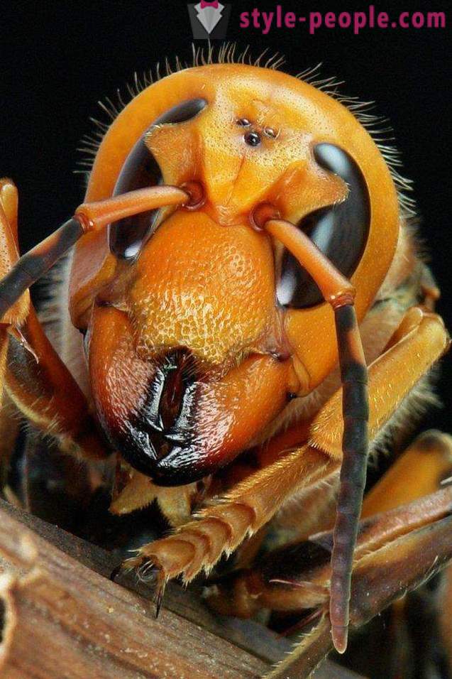 Najopasniji insekti na planeti