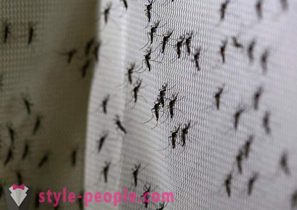 Bill Gates je izdvojila milijune dolara za stvaranje komaraca ubojica