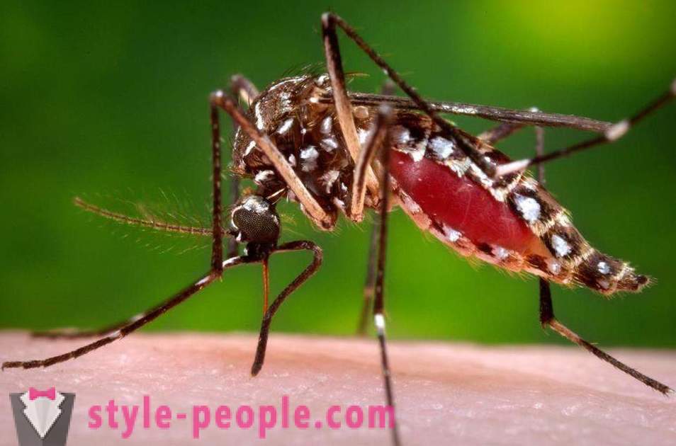 Bill Gates je izdvojila milijune dolara za stvaranje komaraca ubojica
