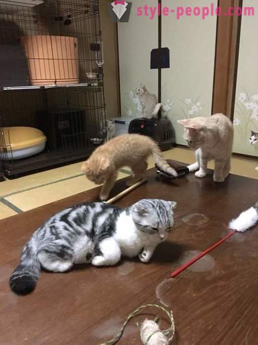 Japanski hotela, gdje možete uzeti mačku za iznajmljivanje