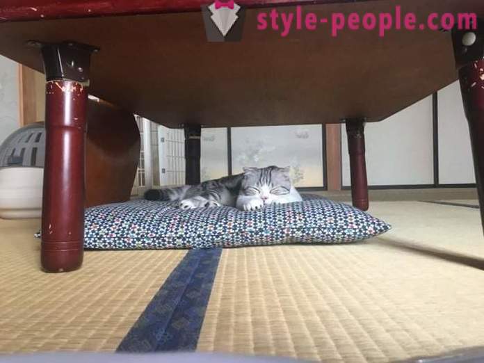 Japanski hotela, gdje možete uzeti mačku za iznajmljivanje