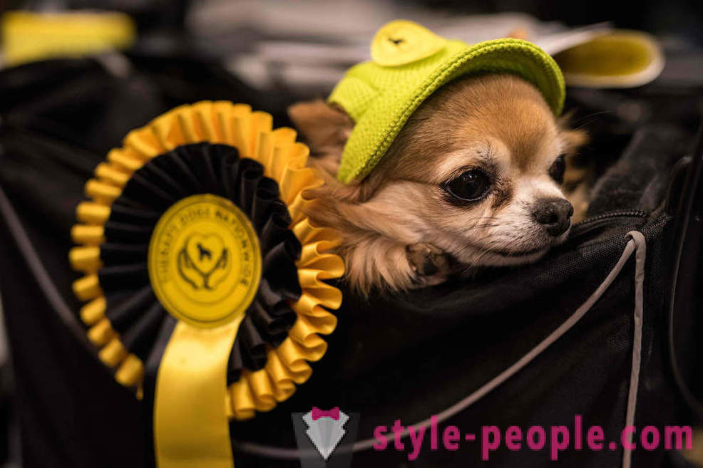 Crufts Dog Show 2018: Kako je bilo u Europi najveći izložba pasa