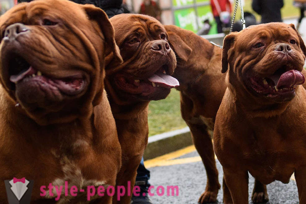 Crufts Dog Show 2018: Kako je bilo u Europi najveći izložba pasa