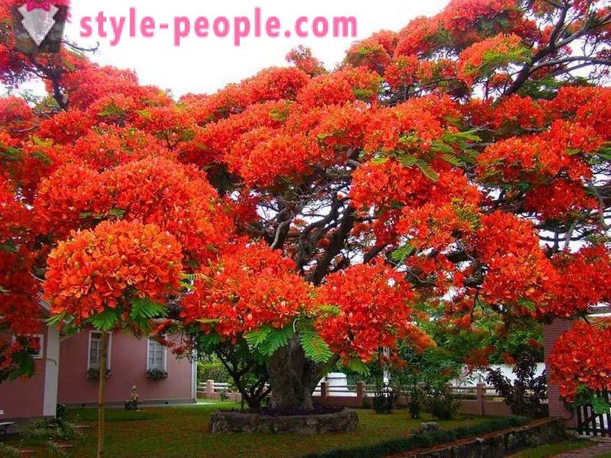 Nevjerojatna ljepota drveća iz cijelog svijeta