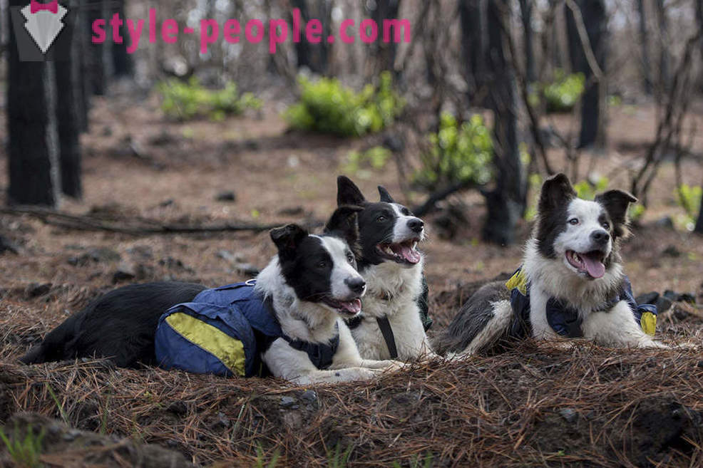 Psi pomažu vratiti čileanski šume