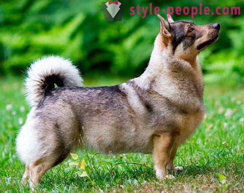 17 divan pasmina pasa, koje nikada niste čuli