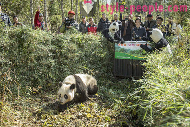 Kako rastu divovske pande u Sichuan