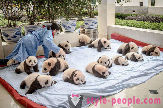 Kako rastu divovske pande u Sichuan