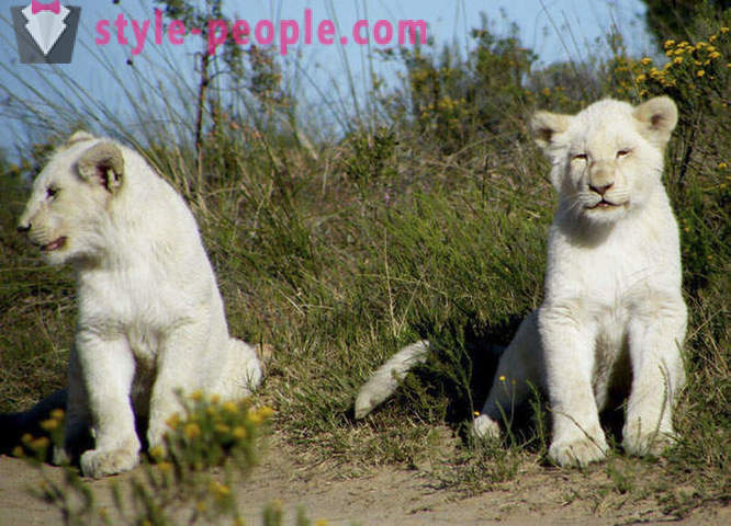 Šetnja u društvu bijelih lavova