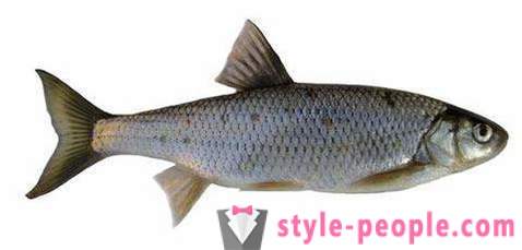 Elek (riba): opis i fotografije. Zimski ribolov na klen