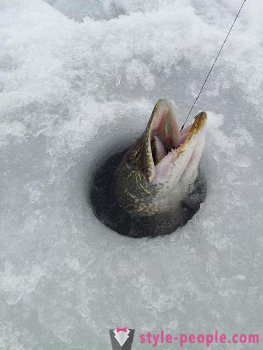Štuka ribolov na zherlitsy zime. Štuka ribolov u zimskom trolling