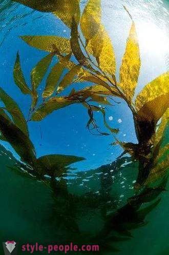 Kelp mršavljenja. Laminaria (morska trava) za mršavljenje i čišćenja tijela
